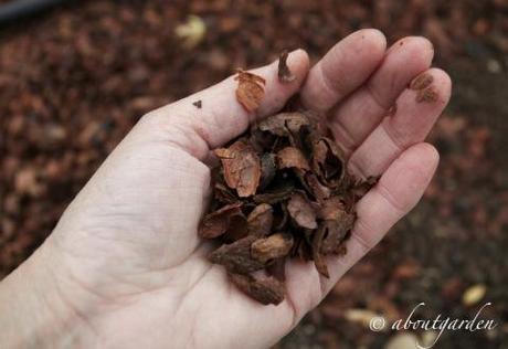 pacciamatura gusci di cacao