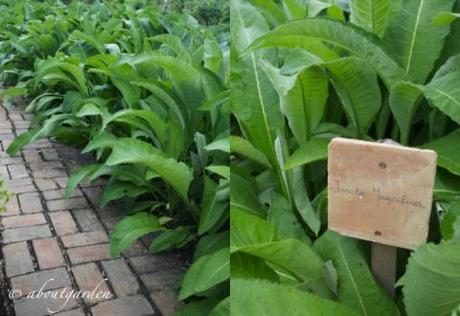 Inula magnifica  Val Joanis