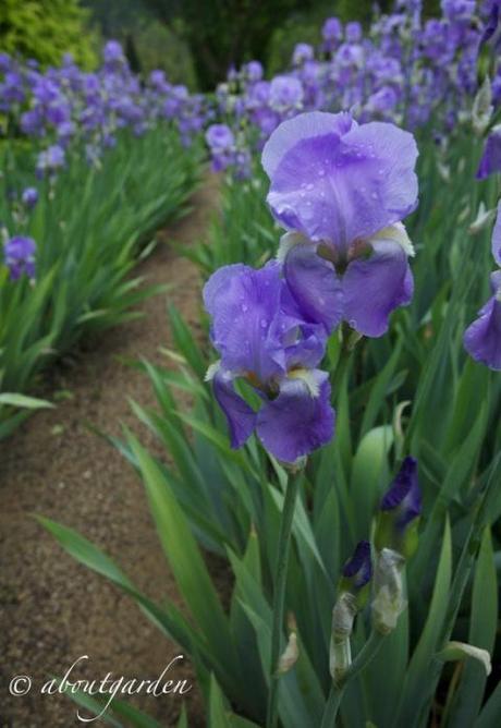 Iris germanica  Val Joanis