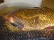 Carpa alle cipolle