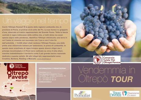 Vendemmia in Oltrepo