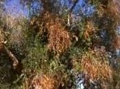 Salento: allarme Xylella fastidiosa, batterio uccide olivi (articolo Federica Sterza)