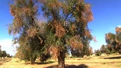 Salento: è allarme per la Xylella fastidiosa, il batterio che uccide gli olivi (articolo di Federica Sterza)
