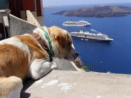 Viaggiare con un cane