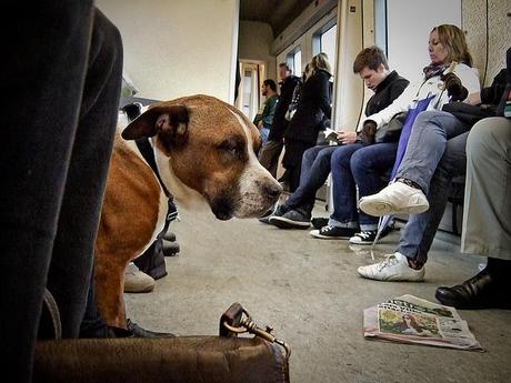 Viaggiare con un cane