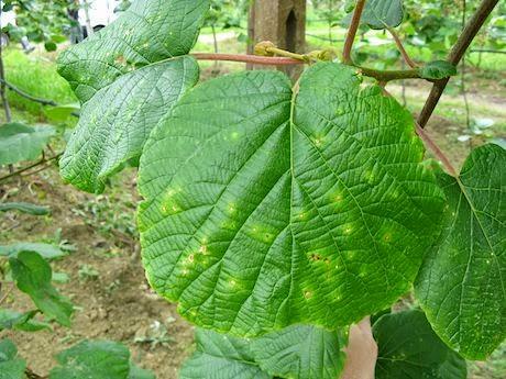 I batteri hanno trovato nelle condizioni della arboricoltura oggi un insieme favorevole di circostanze per il loro sviluppo