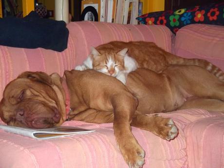 Gatti, splendidi felini addomesticati....ma non troppo!