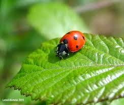 Antiparassitari naturali fai da te per l'orto e il giardino