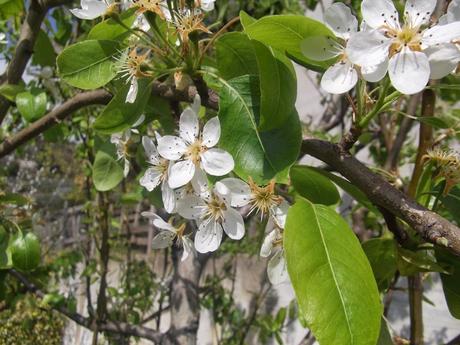 E' Primavera ... fiori e curiosità.