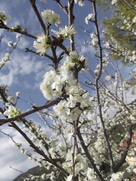 E' Primavera ... fiori e curiosità.