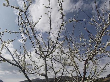 E' Primavera ... fiori e curiosità.