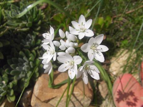 E' Primavera ... fiori e curiosità.