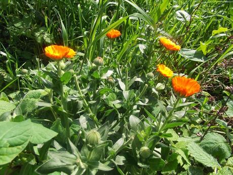 E' Primavera ... fiori e curiosità.