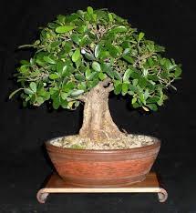 bonsaificus