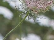 Queen Anne’s Lace