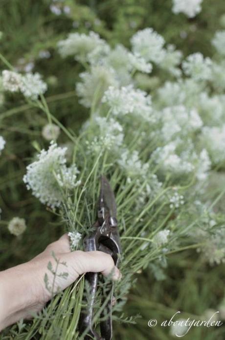 cutting Quenn Anne's Lace