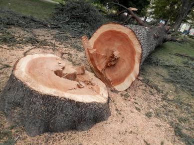 Vi sembra un albero malato?