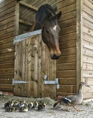 Covare i paperini, culo e camicia, cupolone | Parole e verbi in disuso