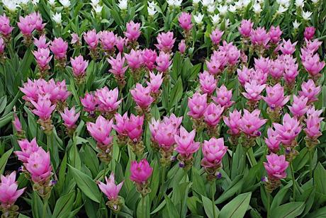 Curcuma 1