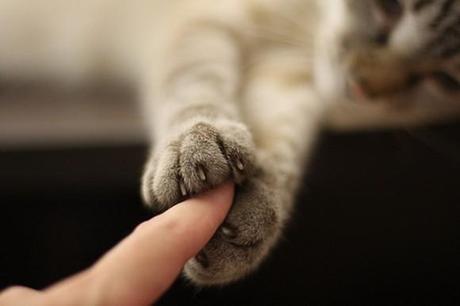 Come capire se un gatto vuole le coccole?