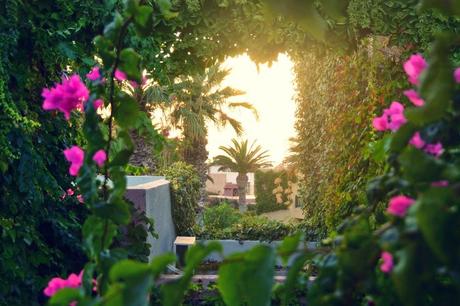 BouGainVillea.