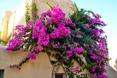 BouGainVillea.