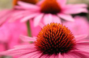 echinacea