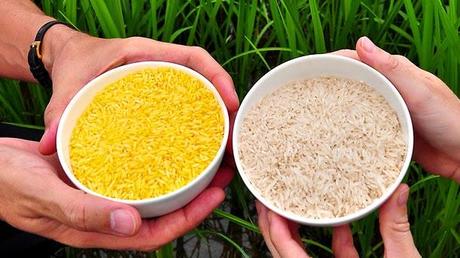 Il Golden Rice, un OGM sotto accusa