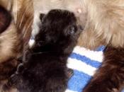 Lieto evento casa "decoriciclo": cuccioli Gina!