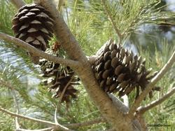 Immagine delle pigne del pino d'Aleppo