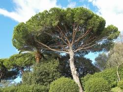 Veduta panoramica di un pino d'Aleppo