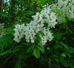 Robinia (Acacia)