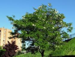 Robinia pseudoacacia