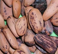 Pinoli chiusi nel loro guscio