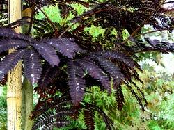 Primo piano delle foglie e dei fiori dell'acacia di Costantinopoli