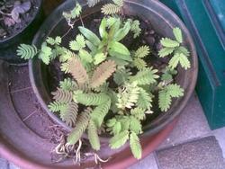 Immagine panoramica dell'albero di acacia di Costantinopoli