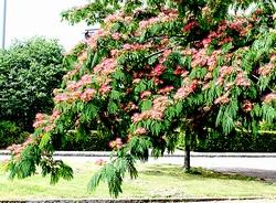 Esempio di acacia adianthifolia