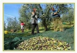 La raccolta delle olive