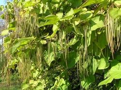 Catalpa bignonioides tra autunno e inverno.