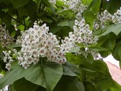 Infiorescenze della Catalpa bignonioides.