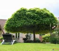 Albero di catalpa bignonioides.