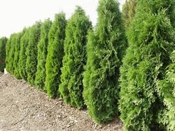 Sistemazione della thuja occidentalis a siepe
