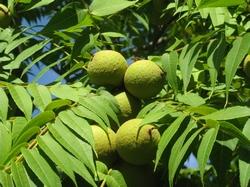 Frutto dell'albero del paradiso.