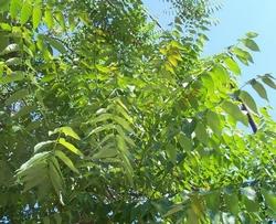 Foglie di Alianto o albero del paradiso.