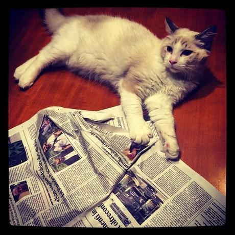 Gatto, il tuo nome è Strudel.