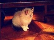 Gatto, nome Strudel.