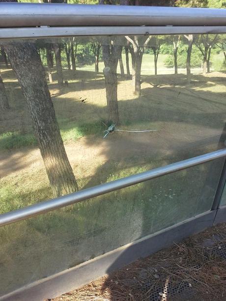 Le condizioni indecenti della passerella pedonale che unisce le due parti di Villa Pamphili. Tutto in abbandono, architetture di qualità incluse Le condizioni indecenti della passerella pedonale che unisce le due parti di Villa Pamphili. Tutto in abbandono, architetture di qualità incluse