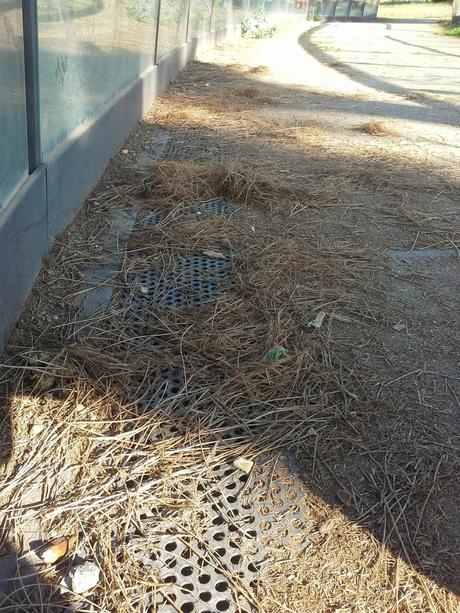 Le condizioni indecenti della passerella pedonale che unisce le due parti di Villa Pamphili. Tutto in abbandono, architetture di qualità incluse Le condizioni indecenti della passerella pedonale che unisce le due parti di Villa Pamphili. Tutto in abbandono, architetture di qualità incluse