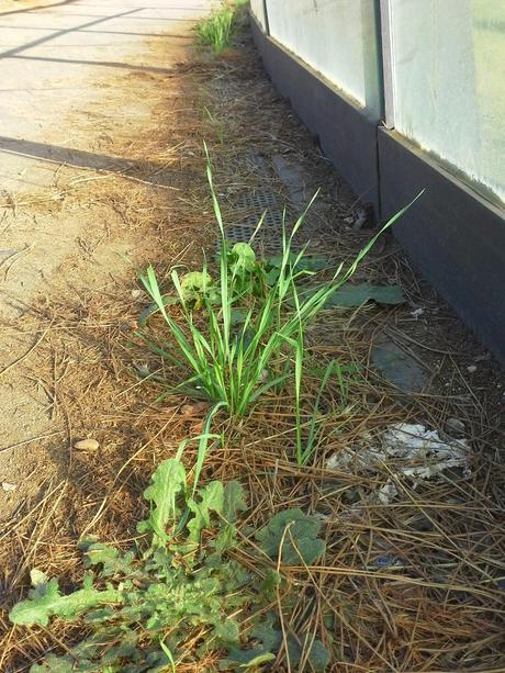 Le condizioni indecenti della passerella pedonale che unisce le due parti di Villa Pamphili. Tutto in abbandono, architetture di qualità incluse Le condizioni indecenti della passerella pedonale che unisce le due parti di Villa Pamphili. Tutto in abbandono, architetture di qualità incluse