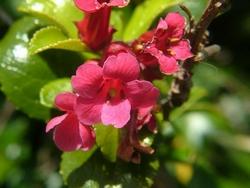 Dettaglio infiorescenze Escallonia.